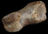 Struthiomimus Toe Bone - Montana #66453-2
